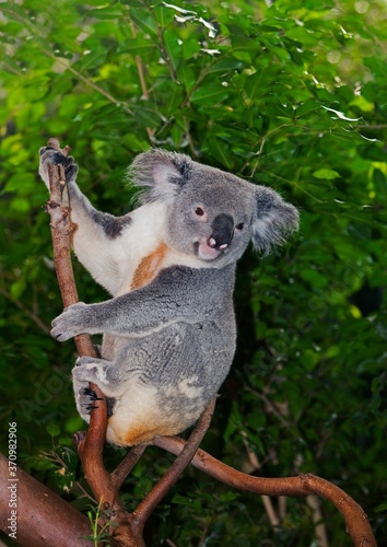 Photography Koala, phascolarctos cinereus, Female sitting on Branch