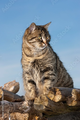 Brown Tabby Domestic Cat, Female standing on Stack of Wood, Normandy © slowmotiongli