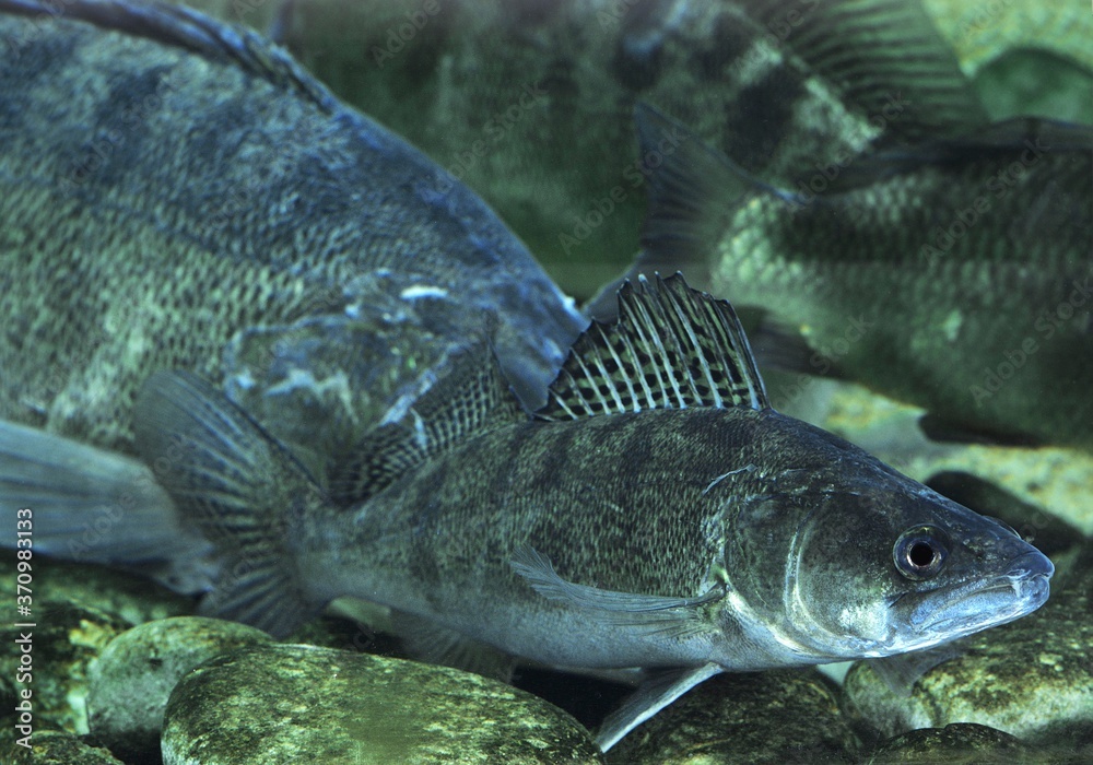 Zander, stizostedion lucioperca Zander, stizostedion lucioperca