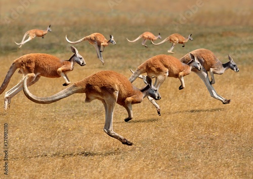 Obraz na płótnie Red Kangaroo, macropus rufus, Australia, Group running w salonie