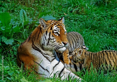 Siberian Tiger  panthera tigris altaica  Female with Cub laying on Grass