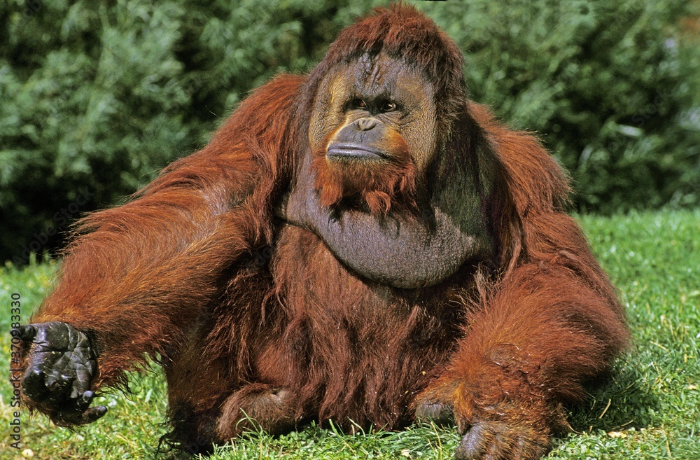 Obraz premium Orang Utan, pongo pygmaeus, Male with a Funny Attitude