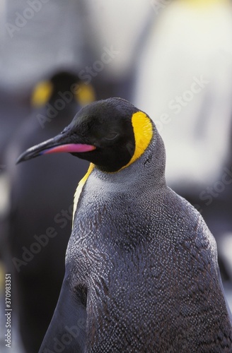 Fotografie King Penguin, aptenodytes patagonica, Portrait of Adult, Salisbury Plain in Sout