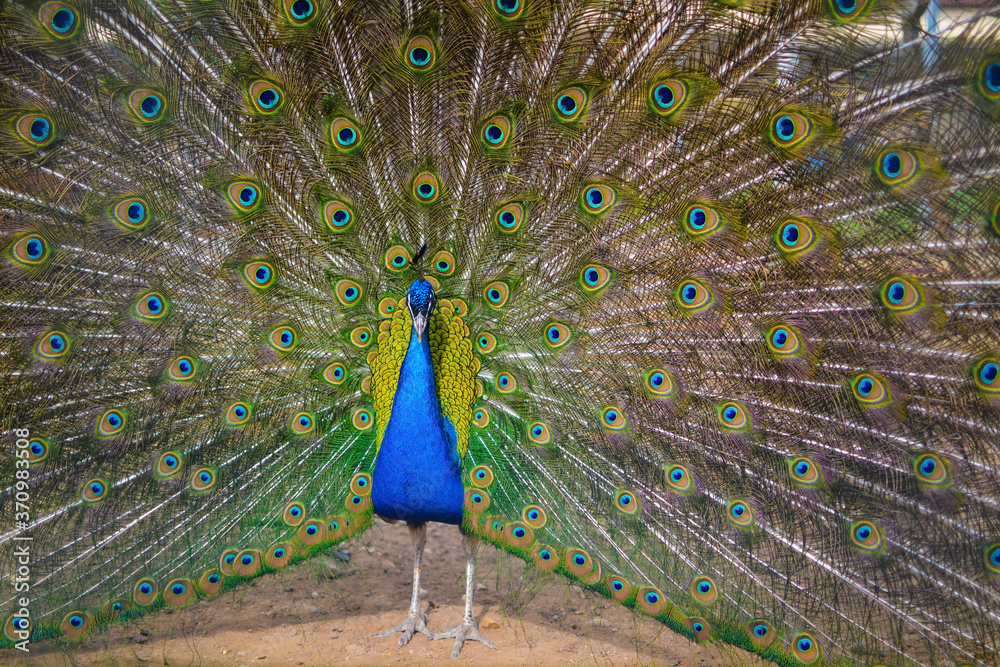 Obraz premium peacock showing his feathers