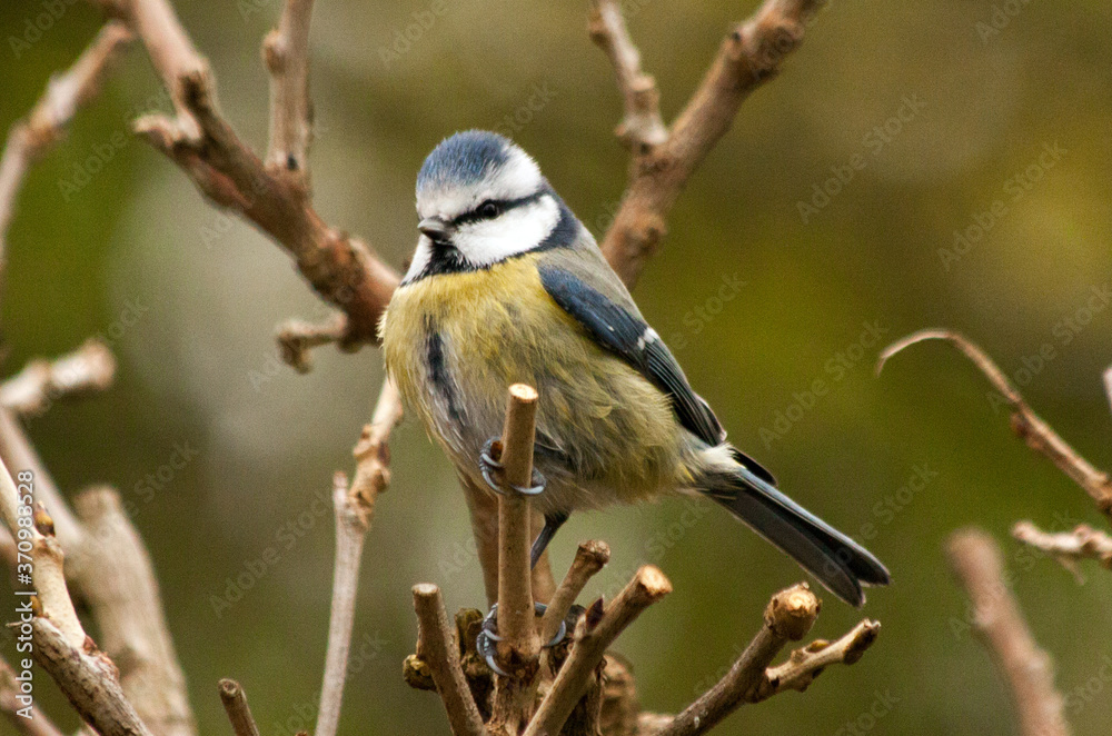 An Eurasian blue tit sititng on a branch in a winter garden, with its crest up An Eurasian blue tit sititng on a branch in a winter garden, with its crest up