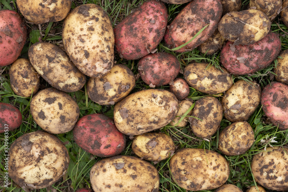 organically grown and hand - picked potatoes are put to dry in a green grass organically grown and hand - picked potatoes are put to dry in a green grass