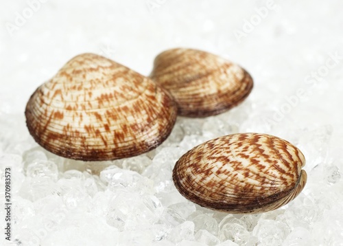 Dog Cockle Shell, glycymeris glycymeris, Fresh Shells on Ice