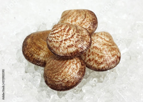 Dog Cockle Shell, glycymeris glycymeris, Fresh Shells on Ice