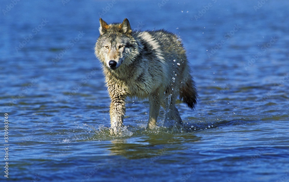 Fototapeta premium North American Grey Wolf, canis lupus occidentalis, Adult walking in Water, Canada