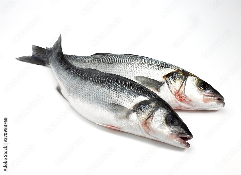 Bass, dicentrarchus labrax, Fresh Fishes against White Background Bass, dicentrarchus labrax, Fresh Fishes against White Background