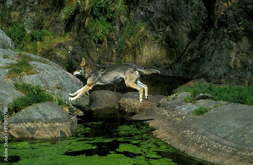 European Wolf  canis lupus  Adult Leaping above Water