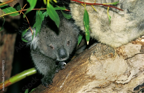 Photography Koala, phascolarctos cinereus, Mother with Young