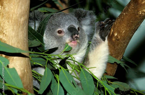 Fototapeta Naklejka Na Ścianę i Meble -  Koala, phascolarctos cinereus, Adult eating Eucalyptus Leaves