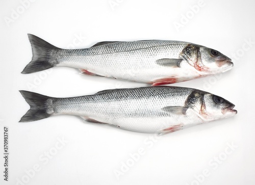 Bass, dicentrarchus labrax, Fresh Fishes against White Background