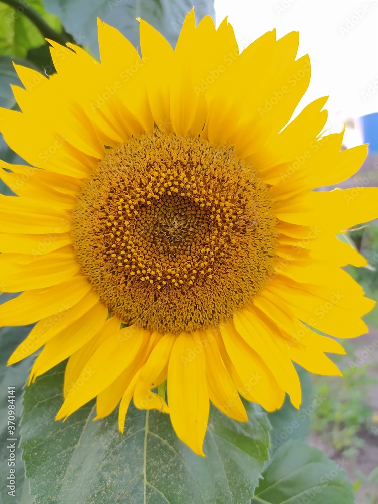 Obraz premium Summer flowers sunflowers close up