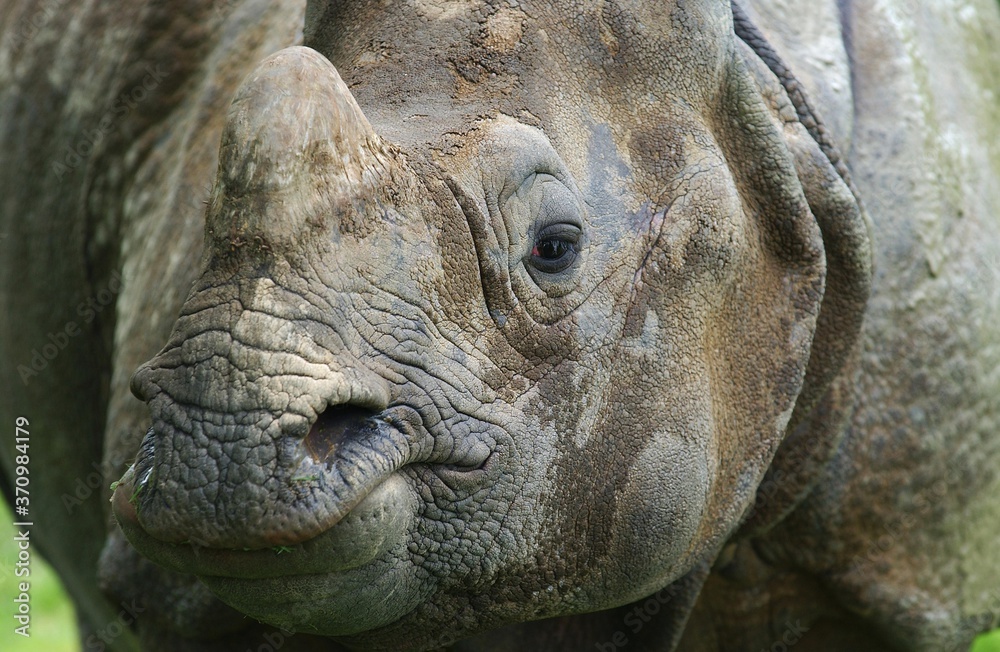 Indian Rhinoceros, rhinoceros unicornis, Close up of Head Indian Rhinoceros, rhinoceros unicornis, Close up of Head