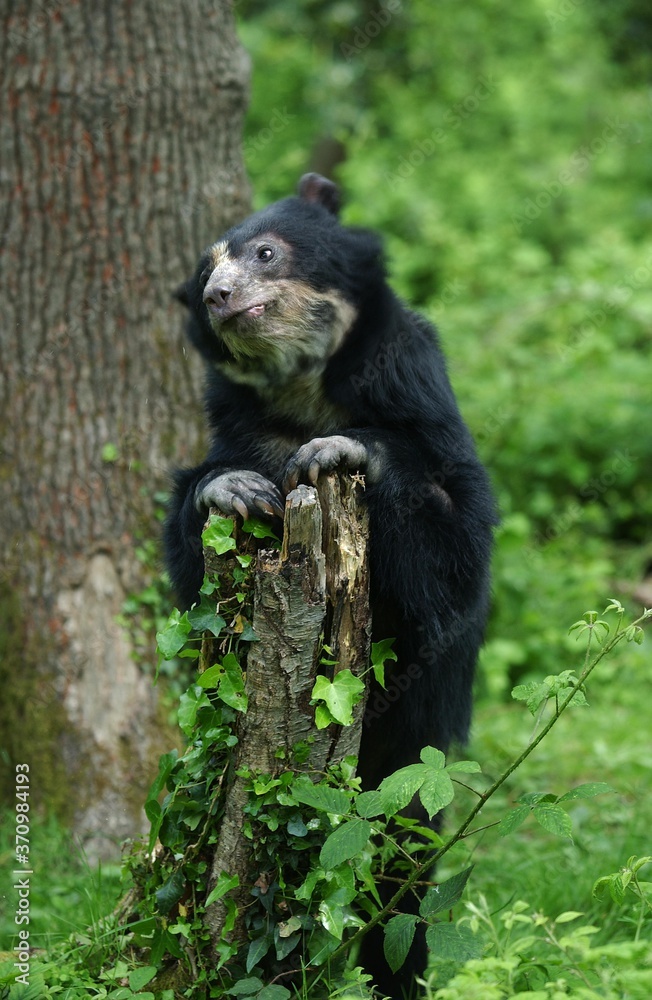 Spectacled Bear, tremarctos ornatus, Adult standing on Hind Legs Spectacled Bear, tremarctos ornatus, Adult standing on Hind Legs