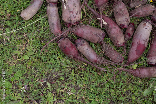 organically grown and hand-harvested red beets put together to dry in a green grass photo