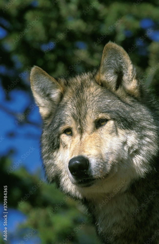 Fototapeta premium North American Grey Wolf, canis lupus occidentalis, Portrait of Adult, Canada
