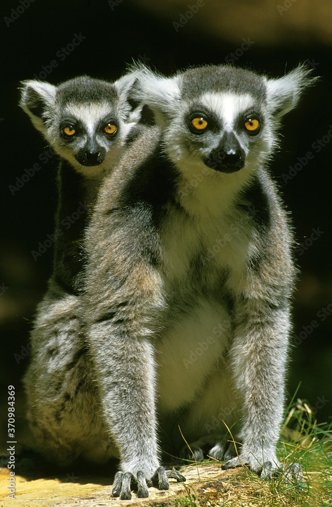 Obraz premium Ring Tailed Lemur, lemur catta, Mother with Young on its Back
