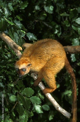 Black Lemur, eulemur macaco, Female standing on Branch