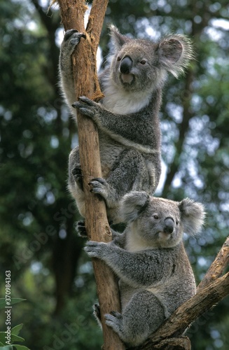 Fototapeta Naklejka Na Ścianę i Meble -  Koala, phascolarctos cinereus, àdults standing on Branch