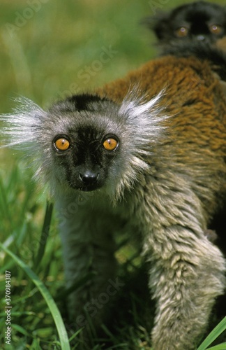Black Lemur, eulemur macaco, Female © slowmotiongli