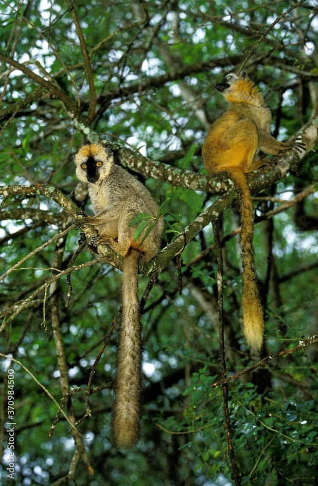 Obraz premium Brown Lemur, eulemur fulvus, Adults standing on Branch