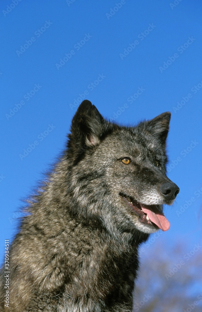 Mackenzie Valley Wolf, canis lupus mackenzii, Portrait of Adult, Canada