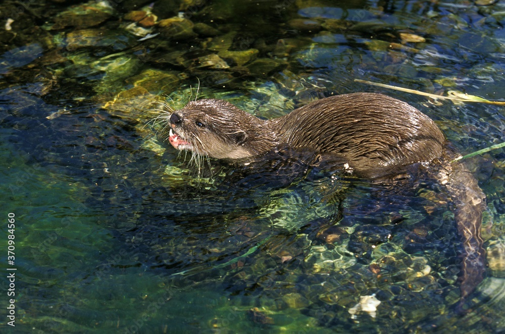 Short Clawed Otter, aonyx cinerea, Adult standing in Water Short Clawed Otter, aonyx cinerea, Adult standing in Water