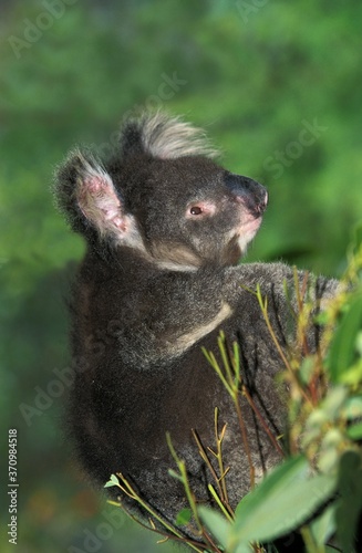 Canvas Print Koala, phascolarctos cinereus, Adult