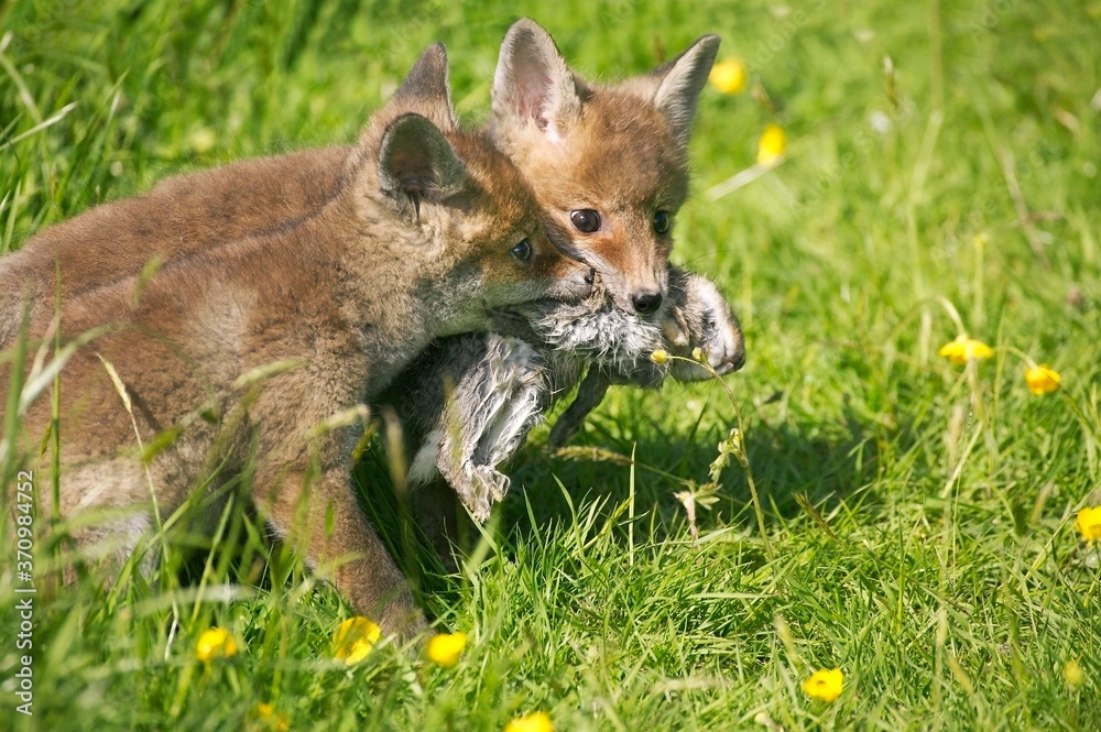 Fototapeta premium Red Fox, vulpes vulpes, Pup with young Wild Rabbit in mouth, Normandy