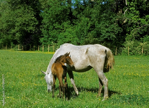 Lusitano Horse, Mare with Foal standing in Paddock