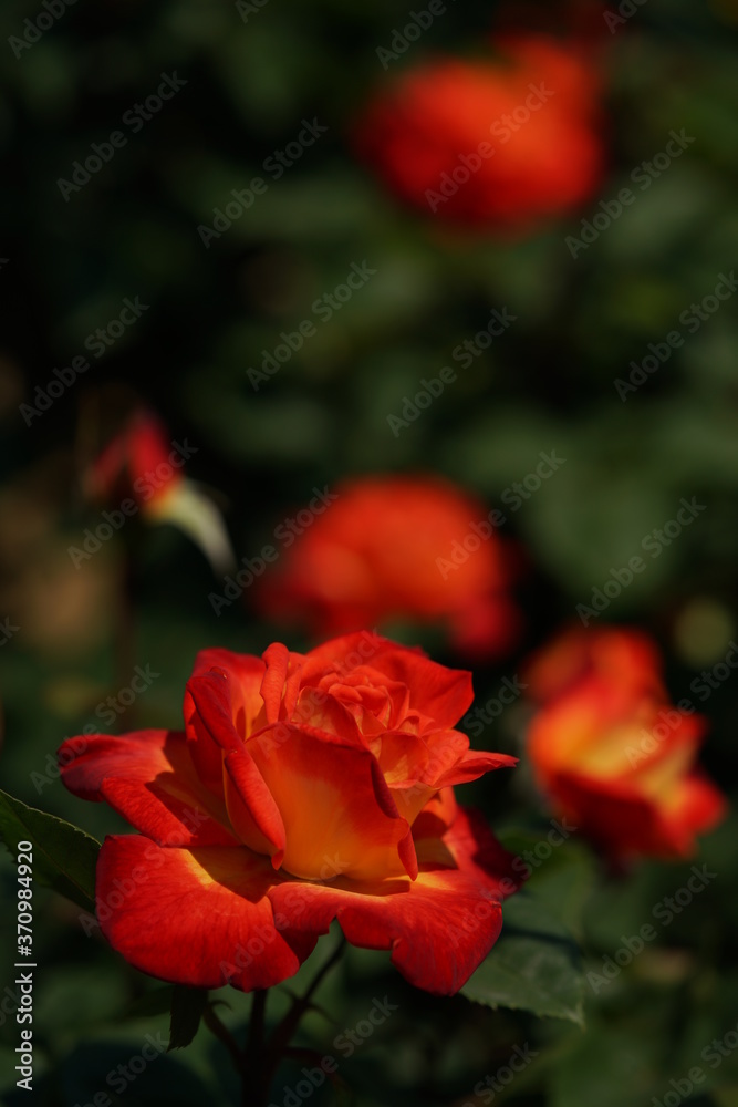 Orange Flower of Rose 'Chacok' in Full Bloom
Orange Flower of Rose 'Chacok' in Full Bloom