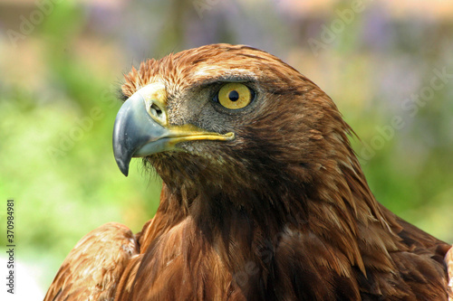 Close up of the golden eagle (Aquila chrysaetos), a bird of prey found all over the Northern hemisphere
