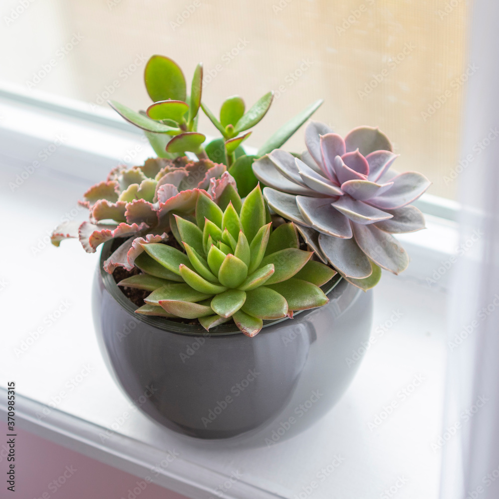 Succulent Combination Succulent Combination
