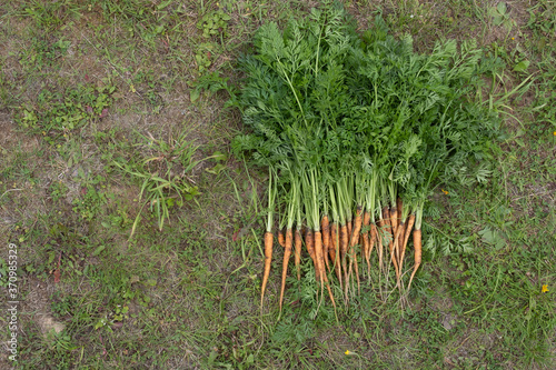 organically grown and hand-picked carrots are put to dry