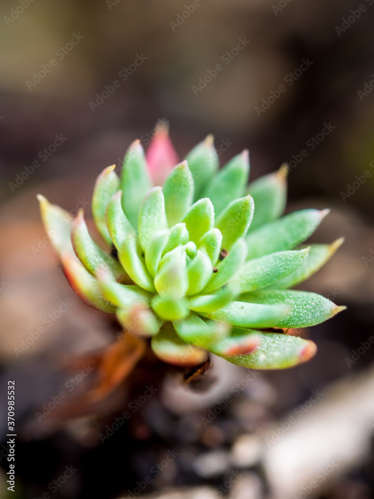 Little Echeveria plant with cloudy sun light in the garden Little Echeveria plant with cloudy sun light in the garden