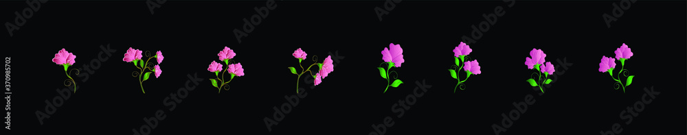 set of flowers of peas on a black background on with various model. vector illustration