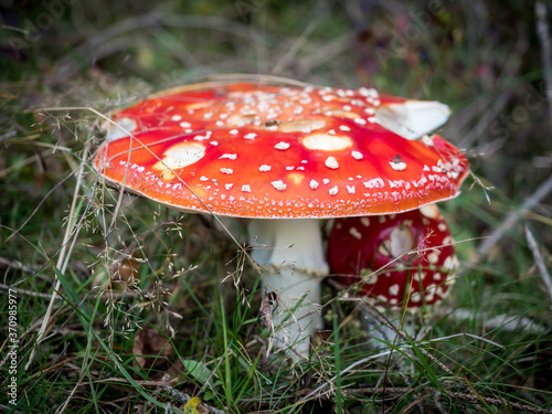 Red Amanita muscaria (Fly Agaric) in the mountains in autumn