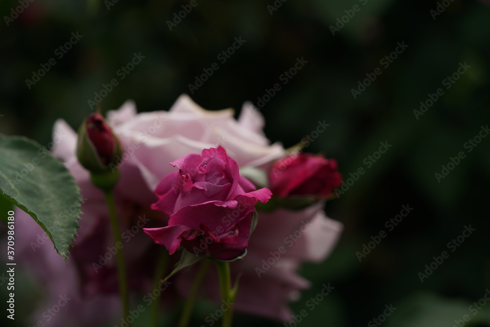 Light Purple Flower of Rose 'Charles de Gaulle' in Full Bloom
