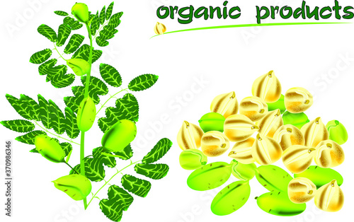 chick-pea