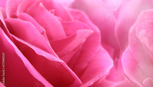 Background pink bouquet of roses close up © denisik11