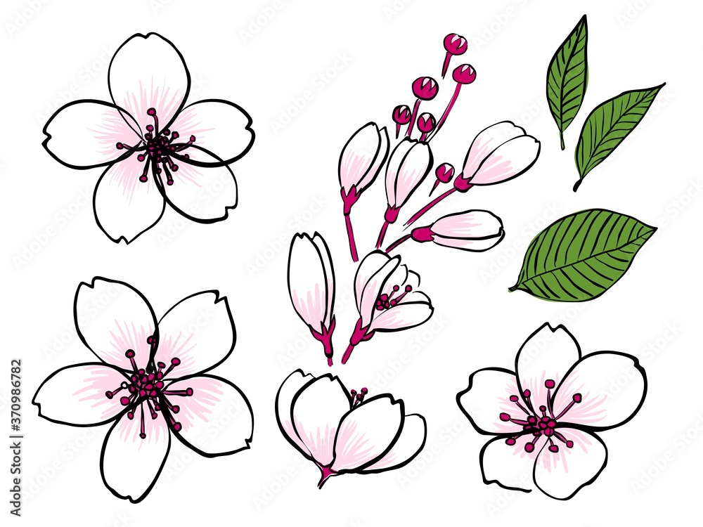 30 Splendid Cherry Blossom Drawings  Illustrations To Love