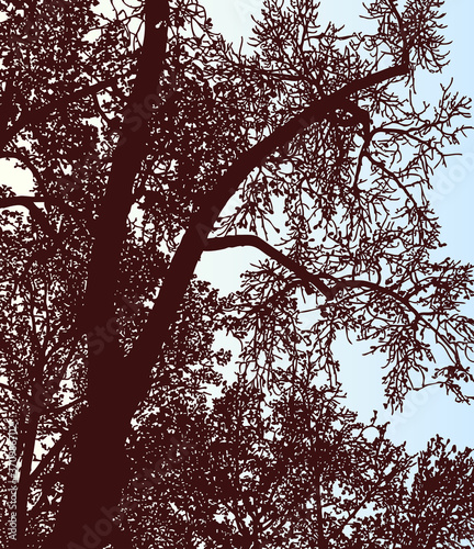 Vector image of silhouettes deciduous trees in autumn forest