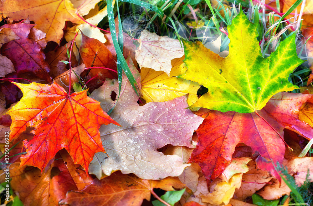 Colourful autumn leaves fallen onto green grass with small water droplets