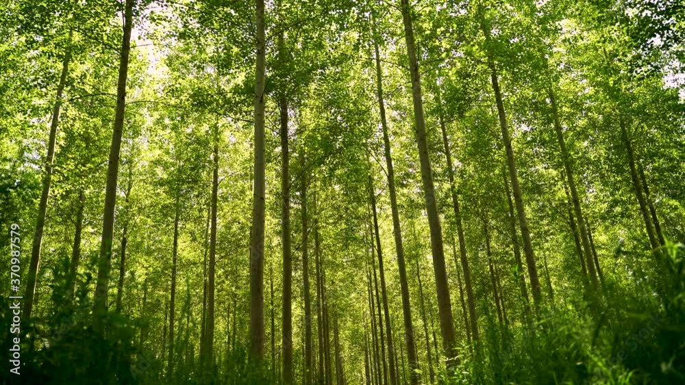 Slowly panning through forest trees in summer with a bright sun flickering through the leaves Slowly panning through forest trees in summer with a bright sun flickering through the leaves
