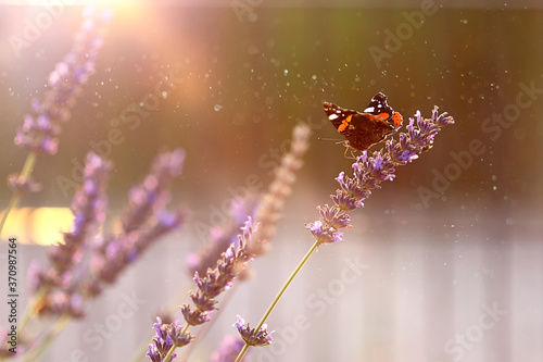 Small Tortoiseshell butterfly (Aglais urticae) sits on lavender flowers in summer afternoon © wideonet