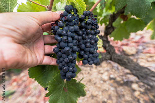 Manual grape picking of the red shiraz at the french Rhone valley vineyard photo