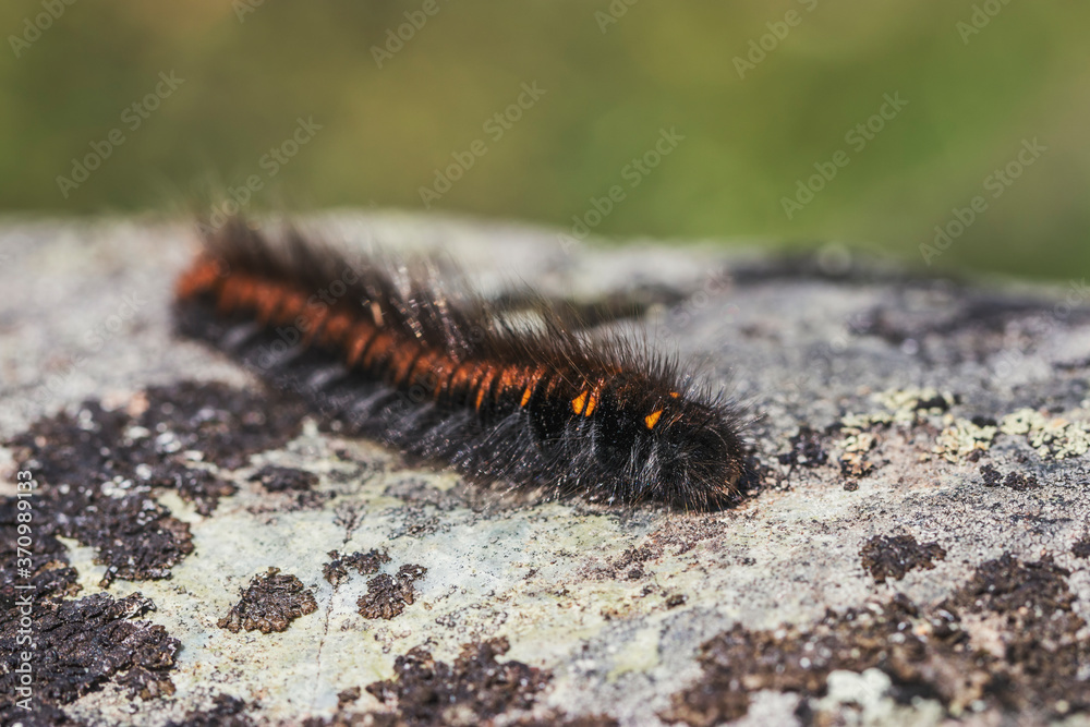 A shaggy black caterpillar with an orange stripe close-up on a gray stone. Macro photo of insects. A shaggy black caterpillar with an orange stripe close-up on a gray stone. Macro photo of insects.
